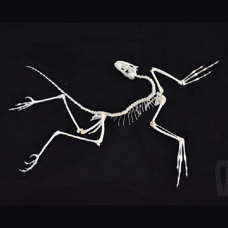 Réplica de Hueso de Archeopter - Fossil Replica Display reseña y precio